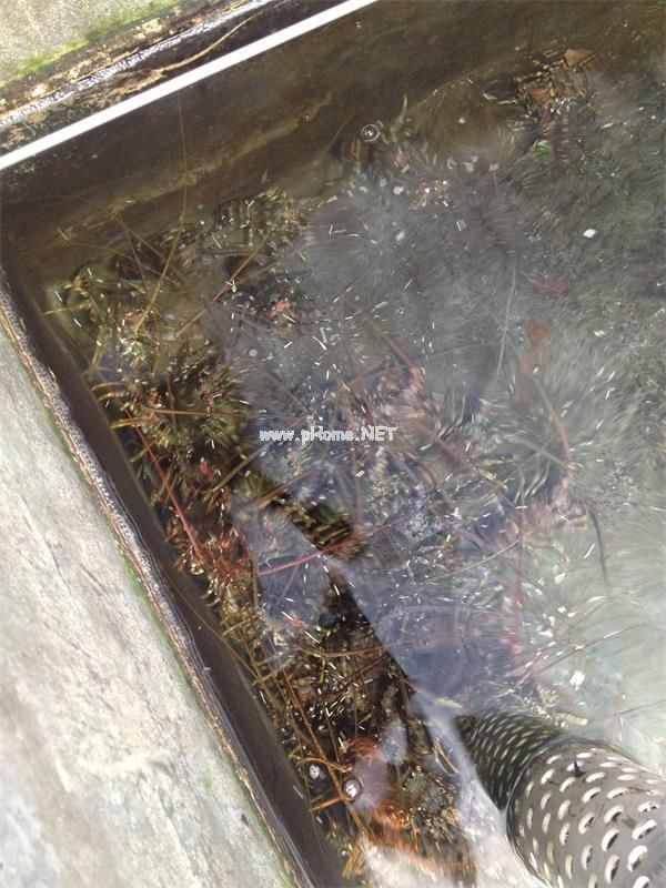 工廠(chǎng)化龍蝦養(yǎng)殖臭氧發(fā)生器